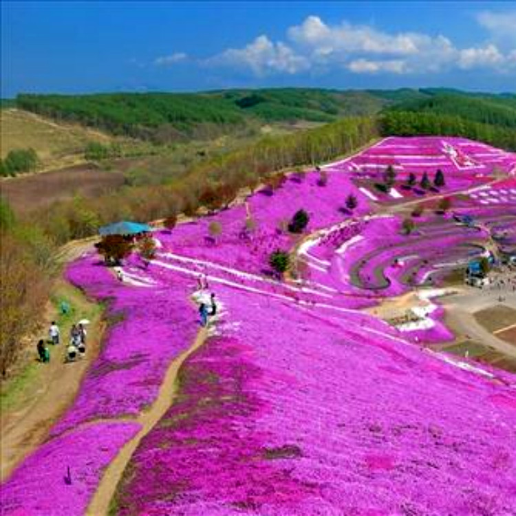 绿化用芝樱 青州草花 基地批发 芝樱种植基地