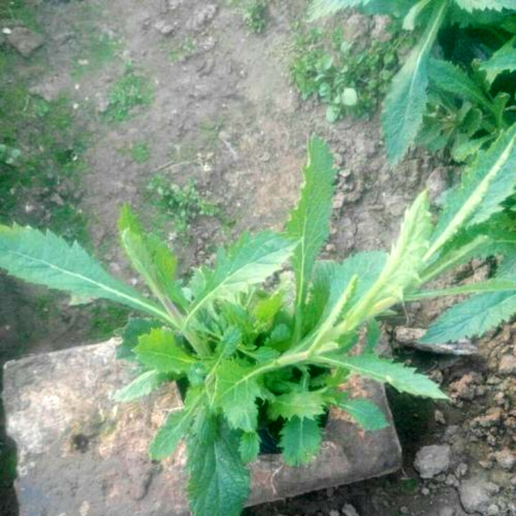 马鞭草小苗 马鞭草报价 量大优惠 青州观赏花卉