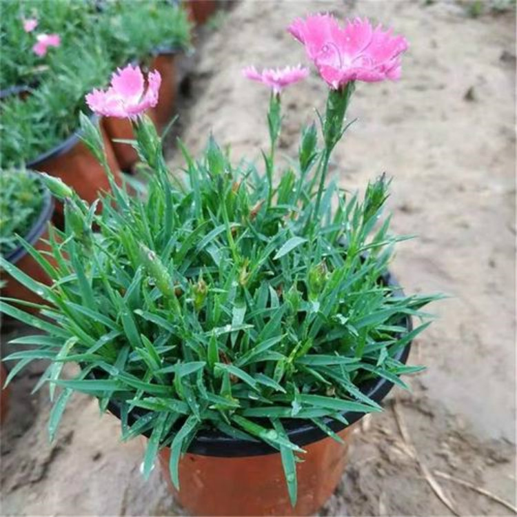 观花欧石竹 青州观赏草花 欧石竹基地 长势好