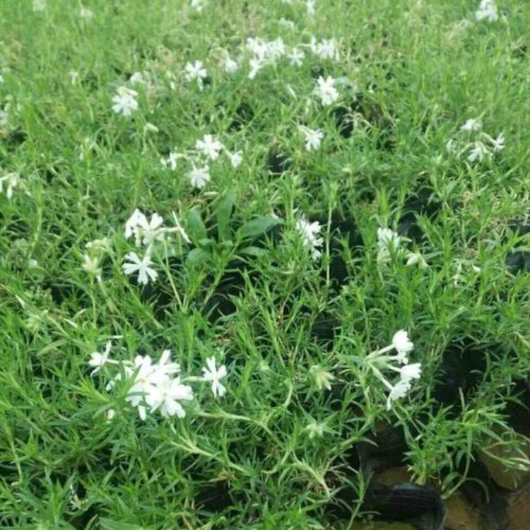 丛生福禄考小苗 山东草花 价格优惠 芝樱销售