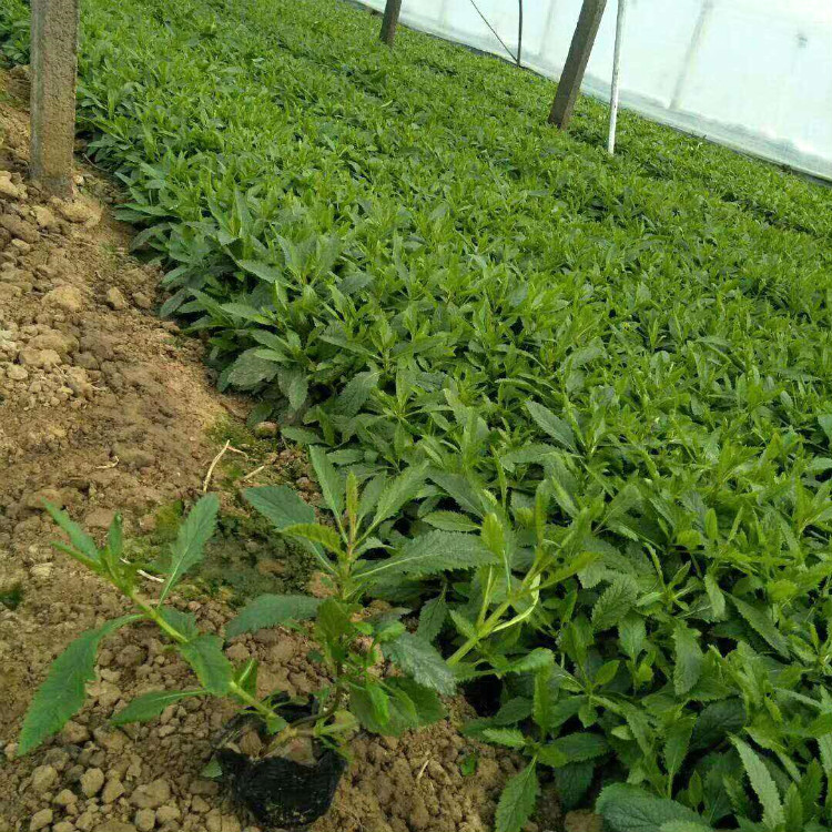花海马鞭草 马鞭草批发商 常年供应 山东草花批发