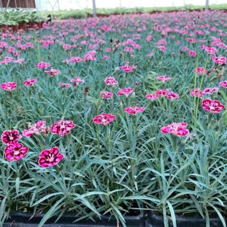 花海苗彩虹石竹 山东观赏草花 苗圃基地批发 彩虹石竹基地