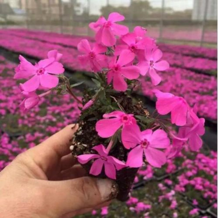 芝樱杯苗 青州草花 基地批发 芝樱种植基地