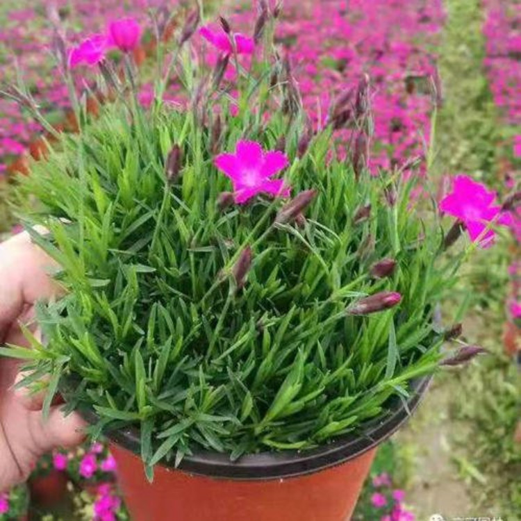 欧石竹小苗 青州观赏草花 欧石竹供货商 德鑫花卉苗木