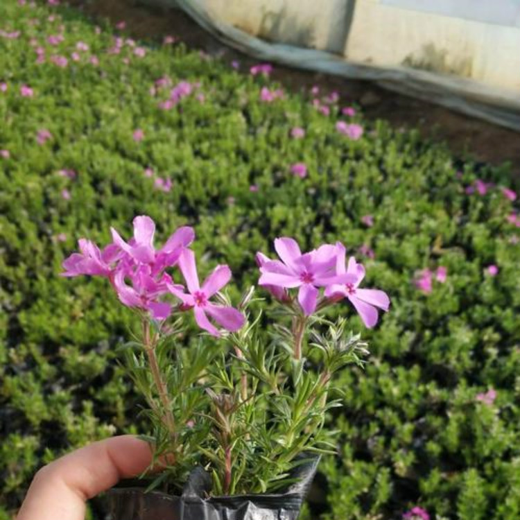 绿化用芝樱 青州草花 德鑫花卉 芝樱供货商