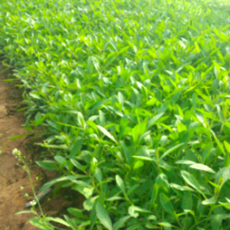 量大优惠 柳叶马鞭草 青州观赏花卉 马鞭草报价