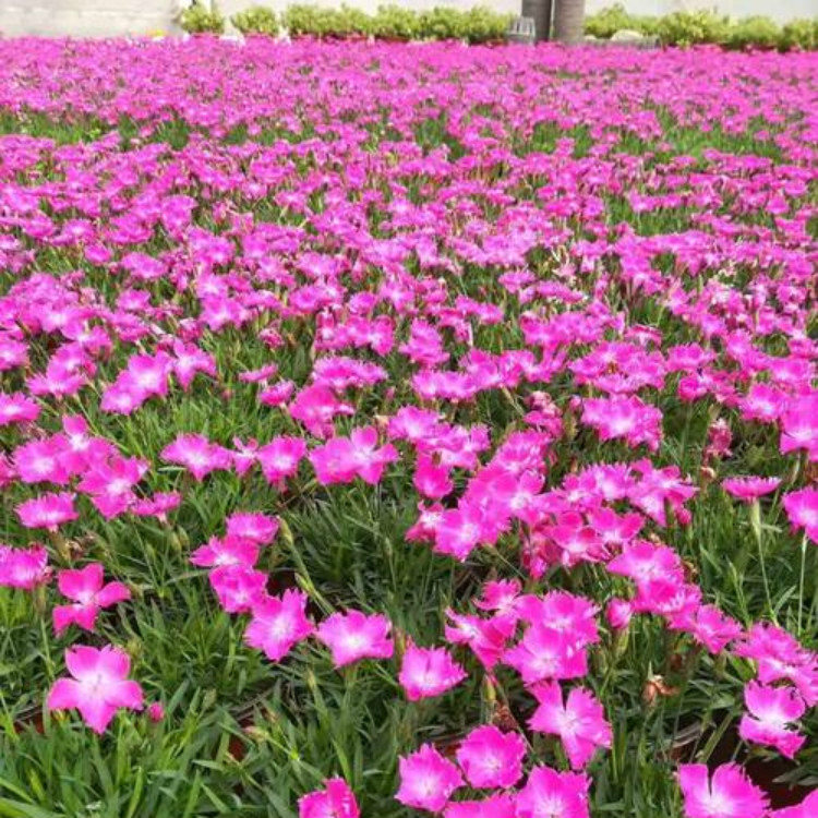 欧石竹销售 基地供应 观花欧石竹 草花供应商