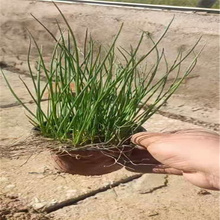 花海品种花葱供应 多芽花葱基地 江瑞