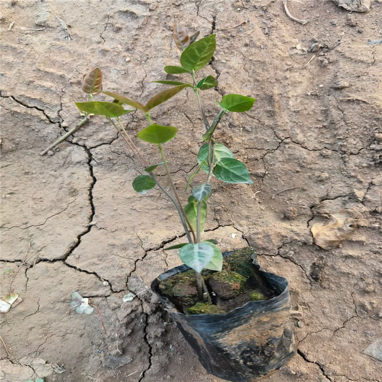 江瑞供应花叶络石 盆景花苗花叶络石 庭院绿化花叶络石