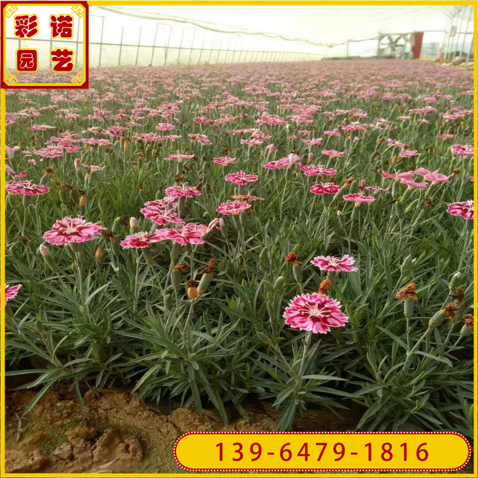 四季开花小黑盆彩虹石竹小苗 彩虹石竹杯苗大量批发价格
