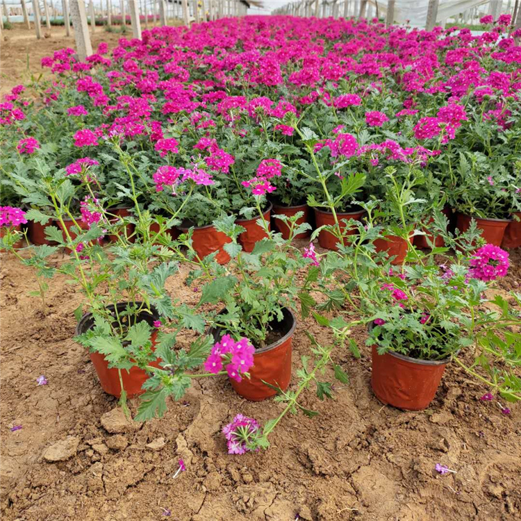 基地直售 美女樱小苗 山东草花苗木 美女樱种植基地