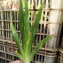 蓝花鸢尾批发 青州草花 基地供应 观赏用蓝花鸢尾