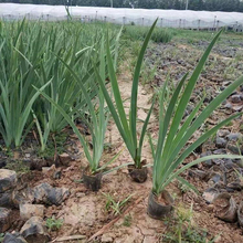 好苗预定 德国鸢尾 德国鸢尾供货商