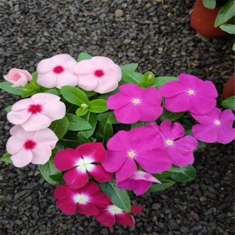 长春花花卉带土带花苞 绿化苗木长春花