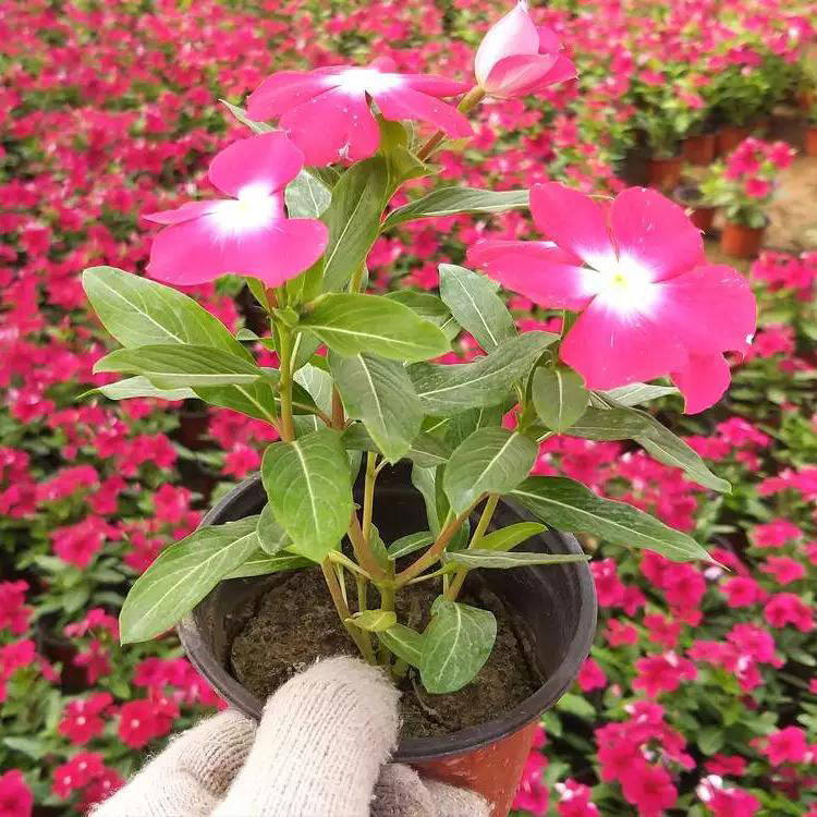 景观绿化长春花 园林观花长春花苗 夏杰花卉 十一草花