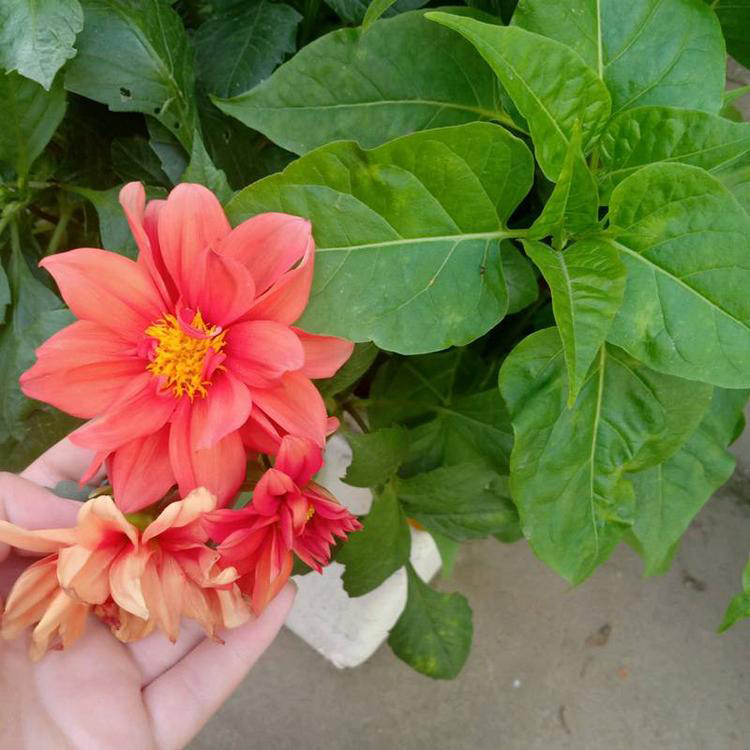 小丽花种植基地 出售小丽花小苗 夏杰花卉 基地常年批发