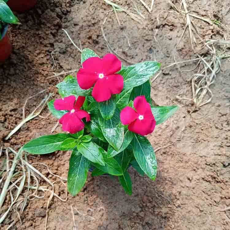花园市政长春花 园林观花长春花苗