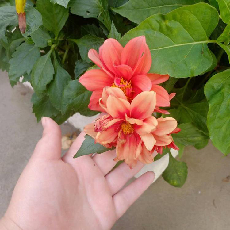 小丽花批发 出售小丽花小苗 夏杰花卉 定金发货