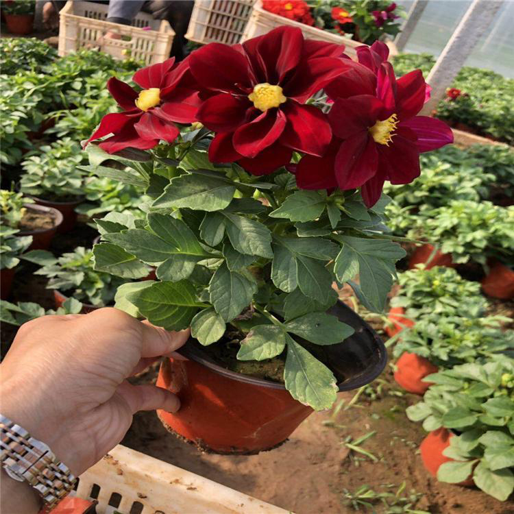 小丽花种植基地 多色鲜艳小丽花