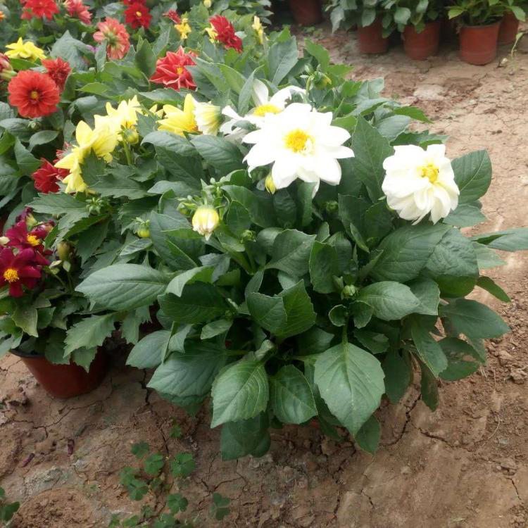 小丽花行情 小丽花价格致电询价 夏杰花卉 货到付款