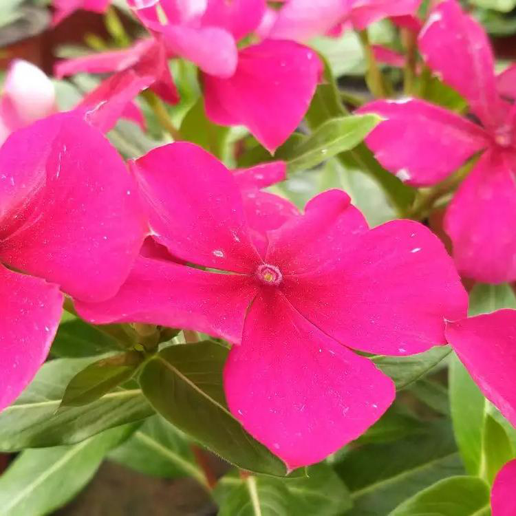 河北长春花 花箱花卉 长春花价格