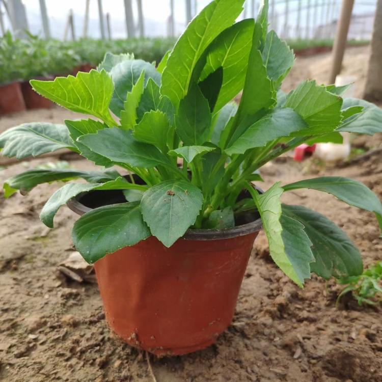 小丽花批发 观赏植物多色小丽花 夏杰花卉 苗圃直发