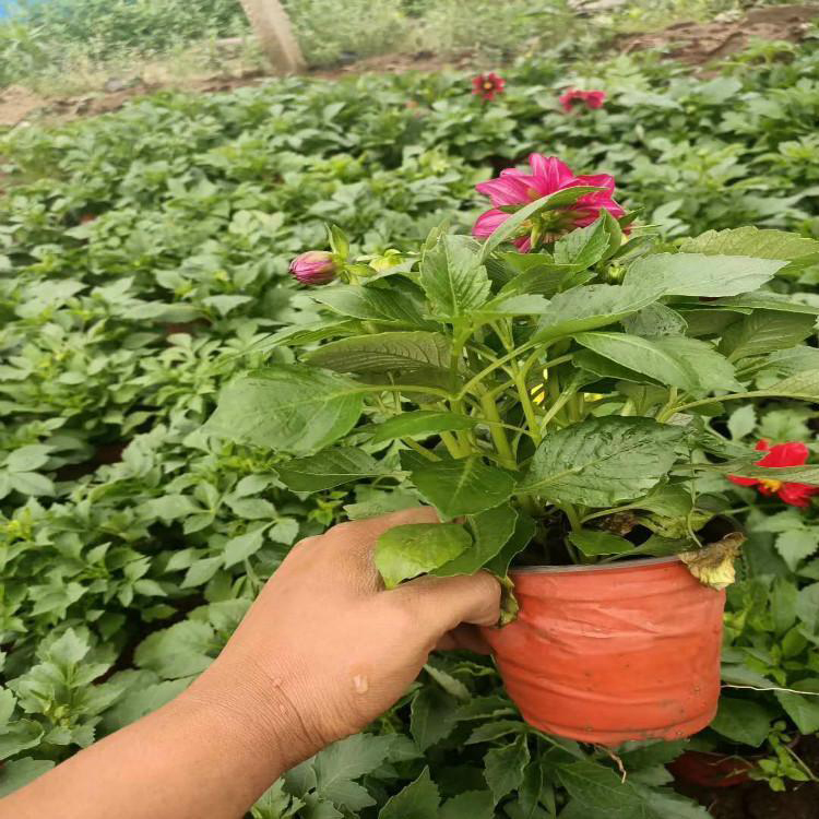 四季小丽花基地直供 小丽花小苗批发 夏杰花卉 十一造型设计