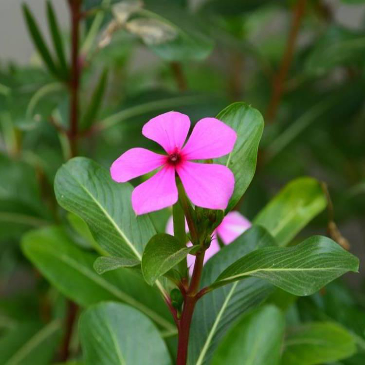 宁夏长春花 十一组摆花卉 长春花小苗