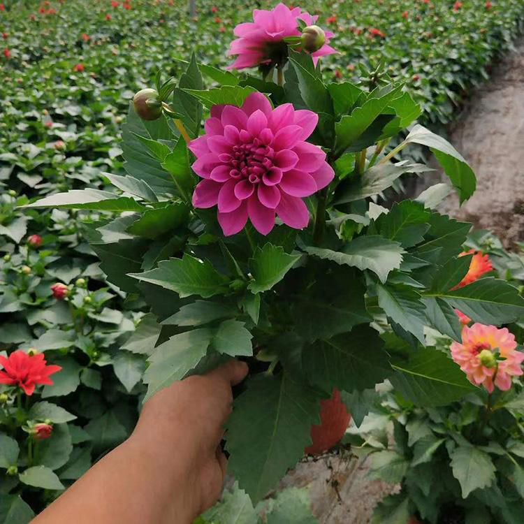 四季小丽花基地直供 多色鲜艳小丽花 夏杰花卉 广场花卉摆放