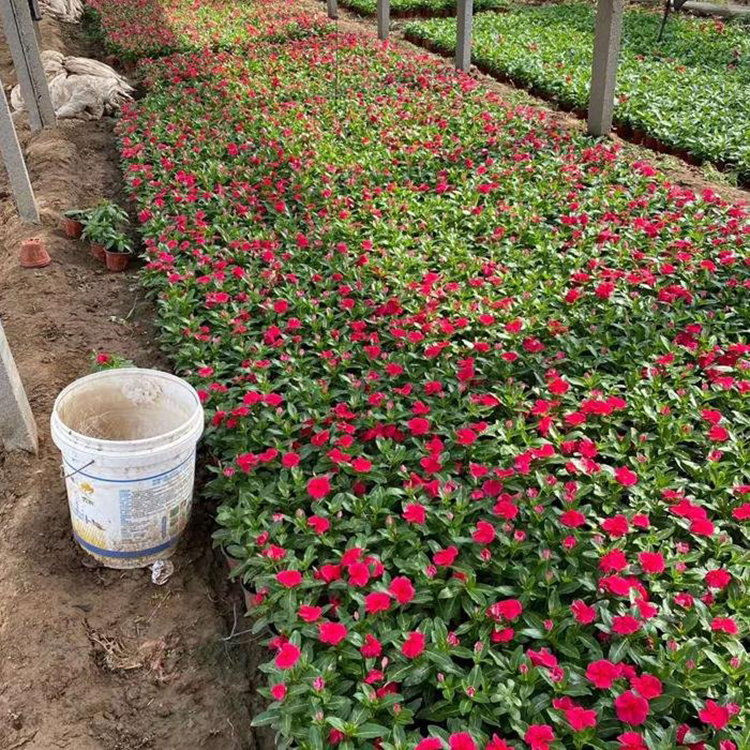 河北长春花 道路草花 长春花批发
