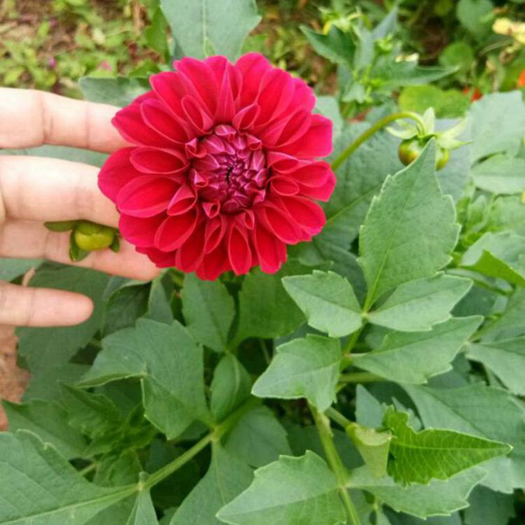 小丽花出售 耐旱小丽花 夏杰花卉 基地常年批发