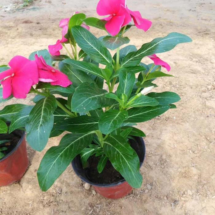 长春花花卉带土带花苞 双色盆长春花盆栽 夏杰花卉 基地种植