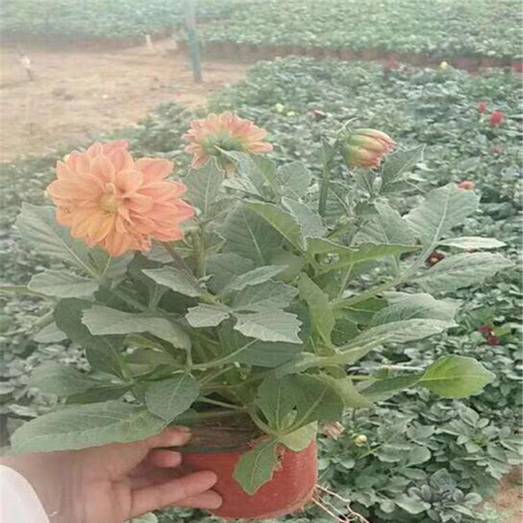 小丽花出售 大量批发