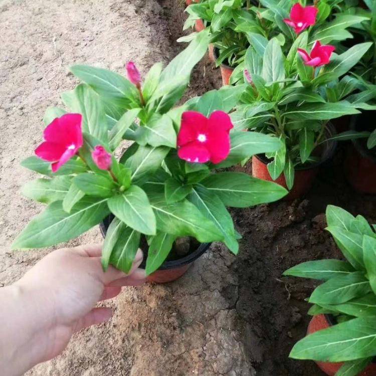 新款美观长春花 可盆栽观赏植物长春花 夏杰花卉 苗圃供应