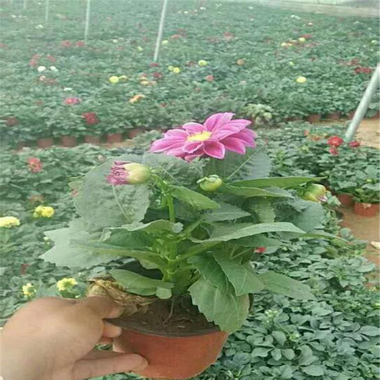 小丽花种子批发 广场组摆