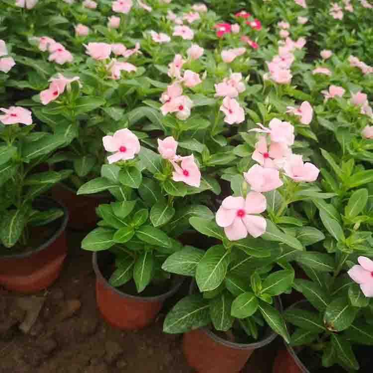 夏杰花卉出售长春花 花坛花卉