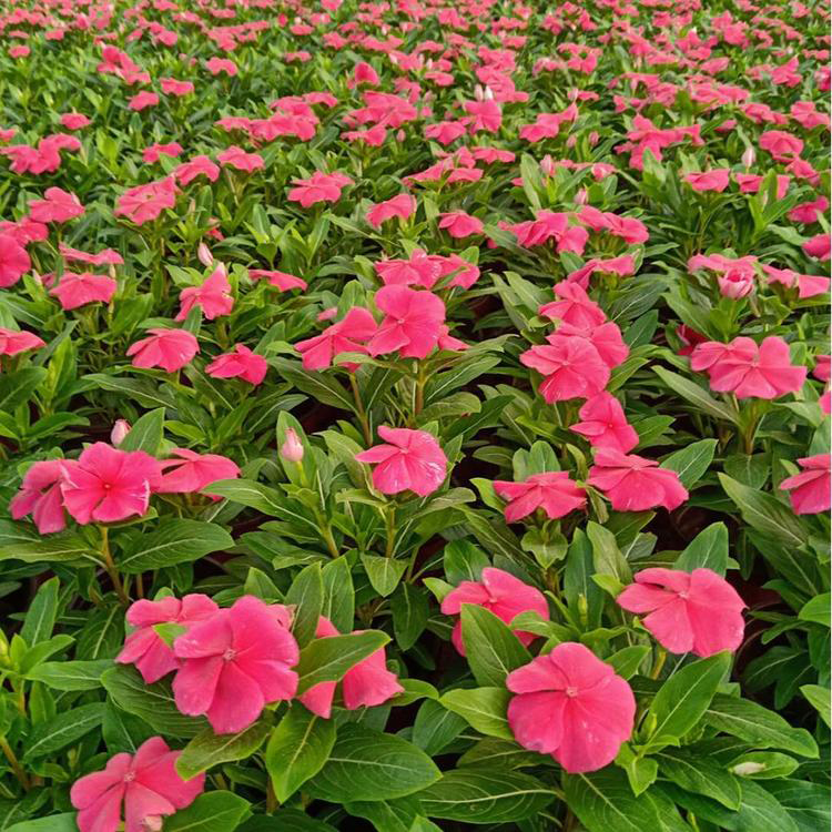 长春花花卉带土带花苞 大量长春花工程苗 夏杰花卉 园林批发