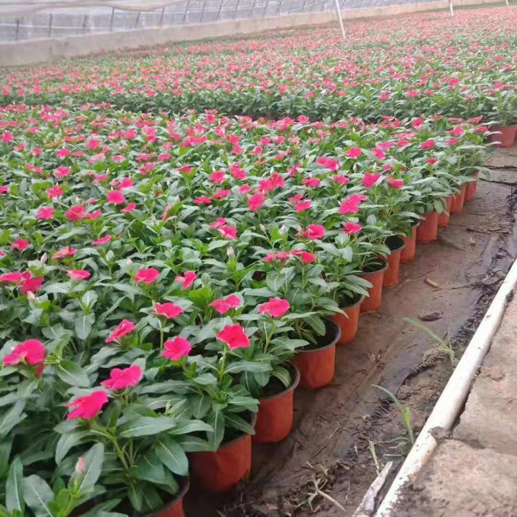 长春花盆栽基地 长春花移植苗 夏杰花卉 基地常年批发
