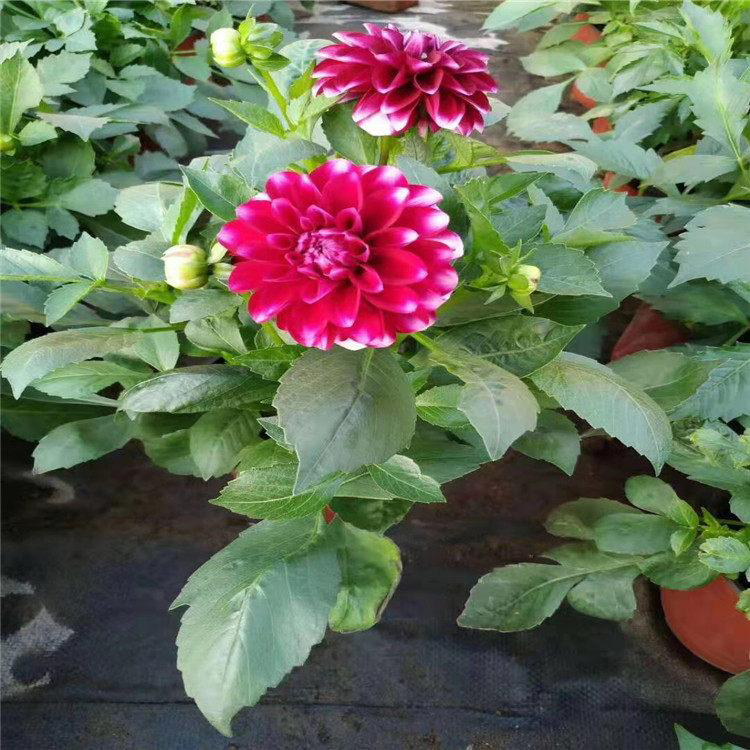 小丽花供应 出售小丽花小苗 夏杰花卉 基地常年批发