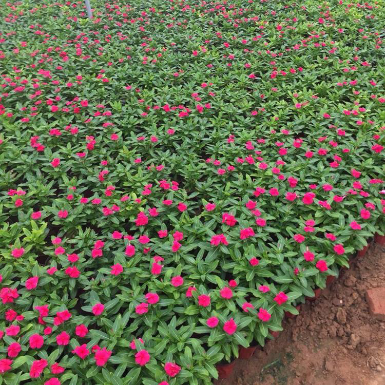 庭院客厅长春花盆栽 观花植物易种植长春花 夏杰花卉 基地种植