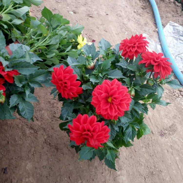 山东草花基地小丽花 观赏花卉小丽花 夏杰花卉 道路绿化