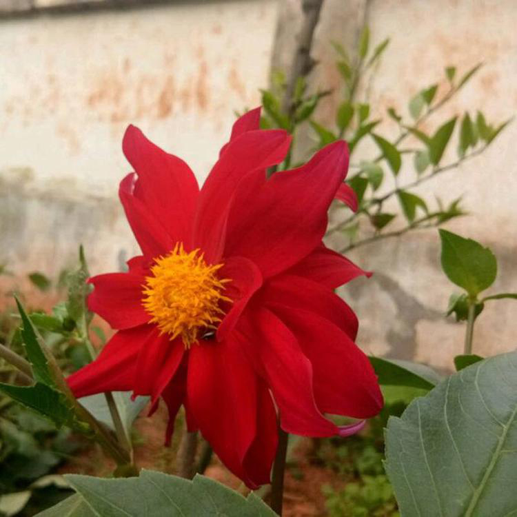 小丽花花苗 盆栽小丽花批发 夏杰花卉 绿化花木