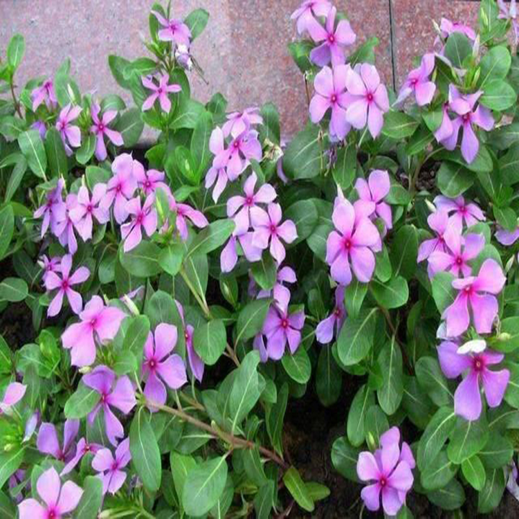 长春花花卉带土带花苞 市政绿化用长春花 夏杰花卉 公园草花