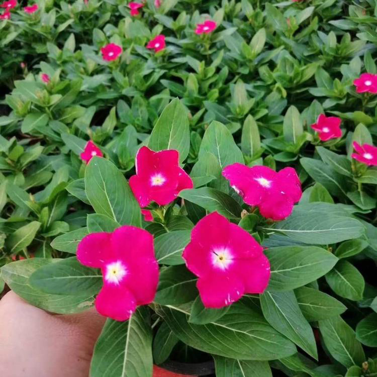 陕西长春花 节日组摆草花 出售长春花