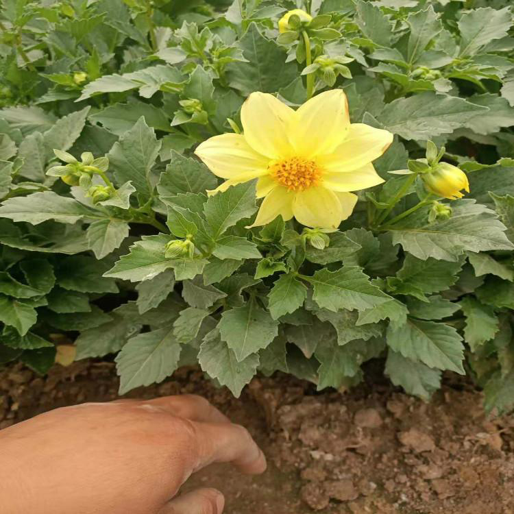 小丽花花苗 耐旱小丽花 夏杰花卉 无中间商