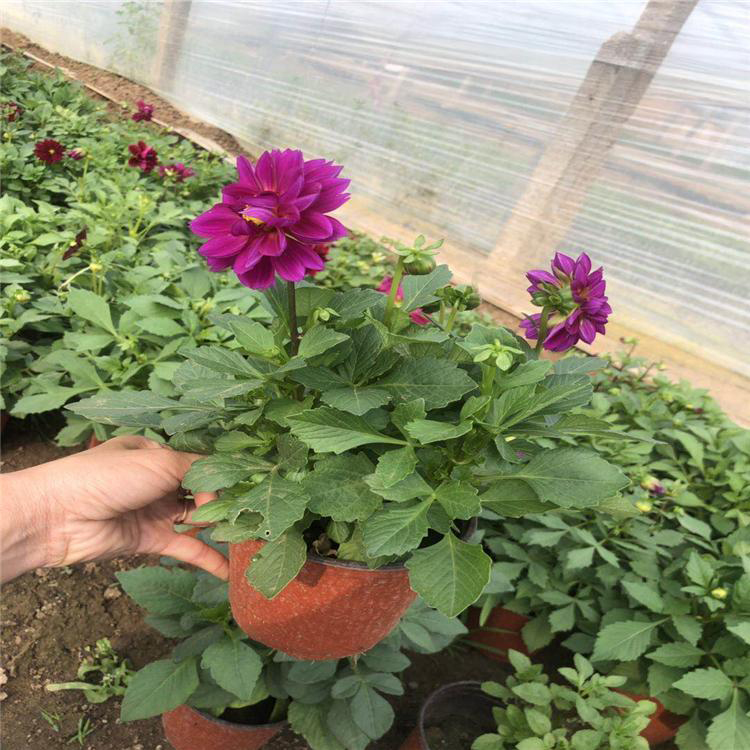 小丽花出售 小丽花价格致电询价 夏杰花卉 绿化花木