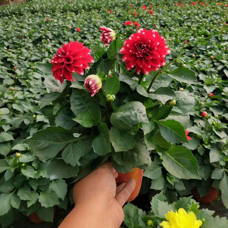 小丽花供应 广场花卉摆放