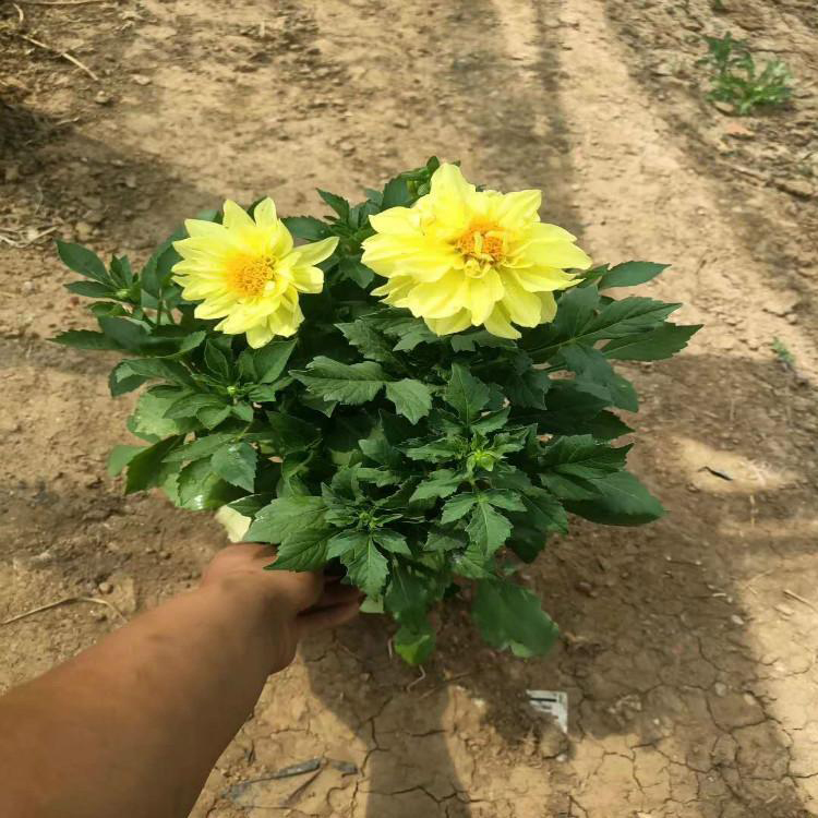 松青小丽花价格 小丽花培育基地 夏杰花卉 苗圃供应