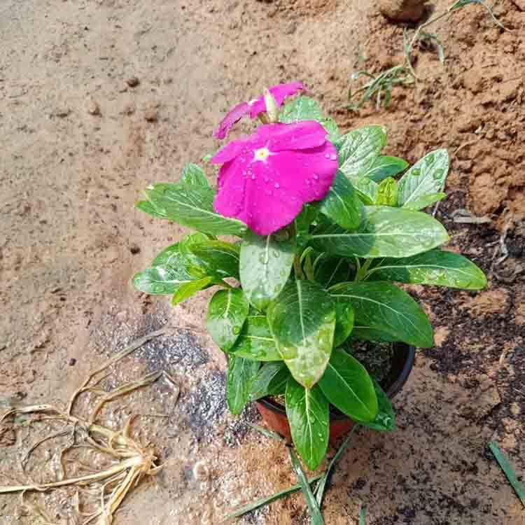 各色天天开长春花小杯苗 园林观花长春花苗 夏杰花卉 无中间商