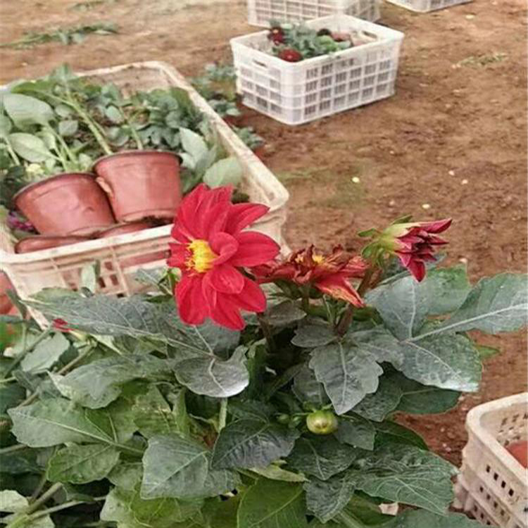 小丽花价格 批发观赏花卉小丽花 夏杰花卉 园林批发